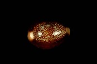 藏品(雪山寶螺)的圖片